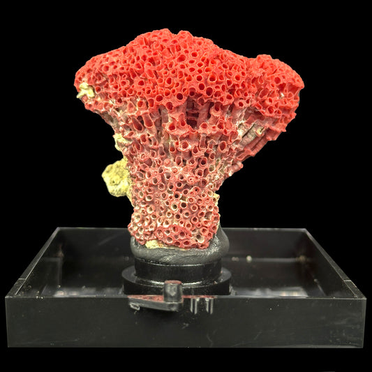 Red Pipe Coral Natural Mineral Specimen. G #0414