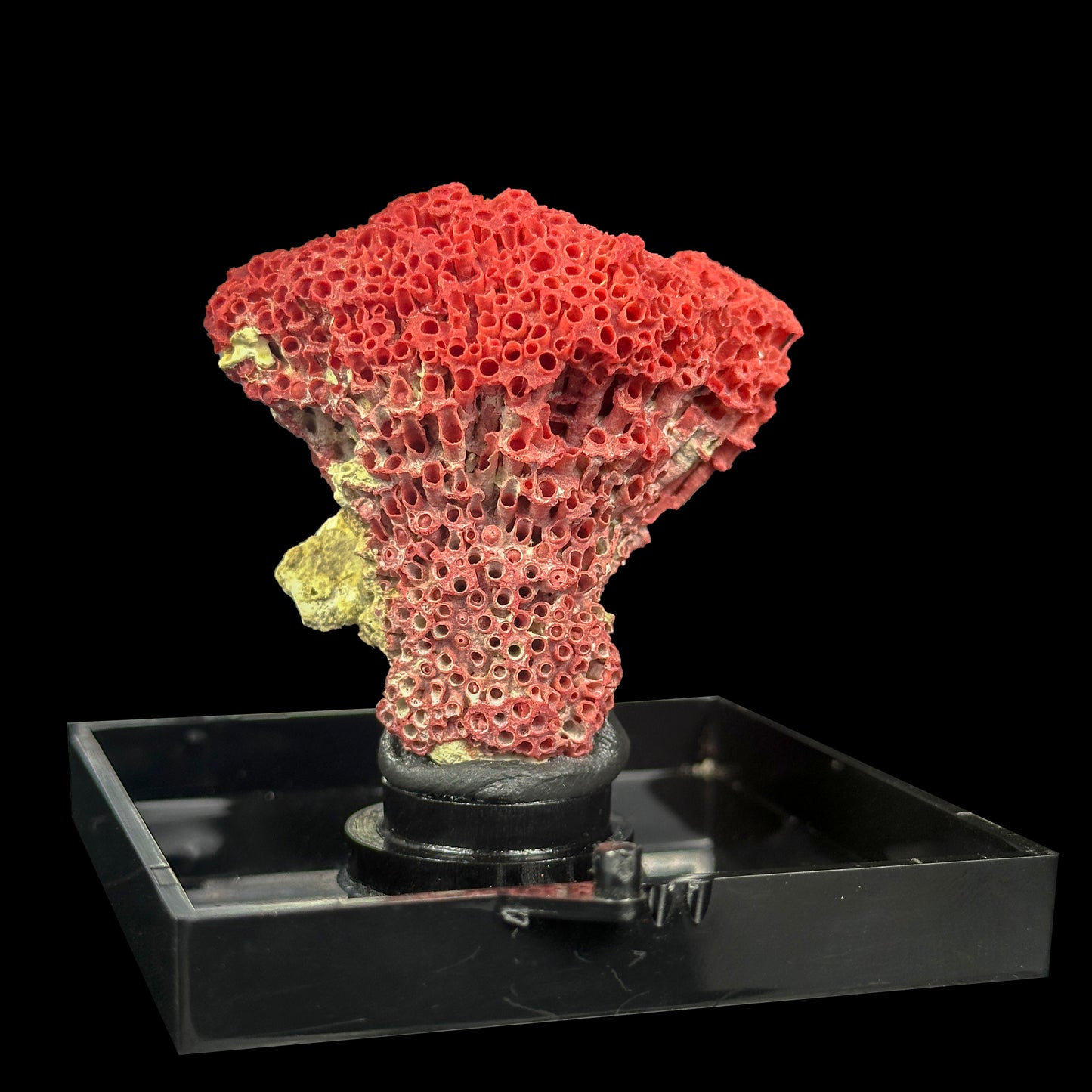 Red Pipe Coral Natural Mineral Specimen. G #0414