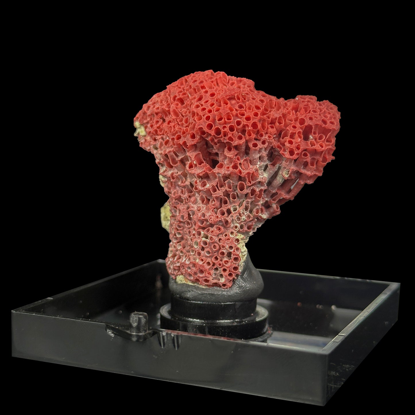 Red Pipe Coral Natural Mineral Specimen. G #0414