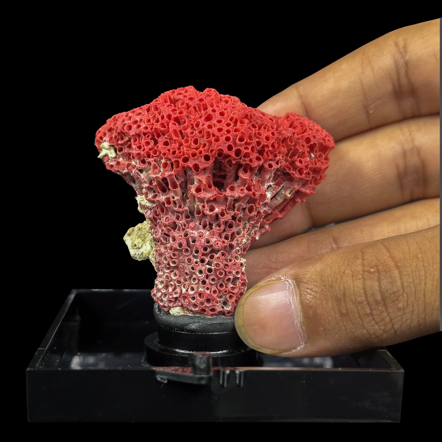 Red Pipe Coral Natural Mineral Specimen. G #0414