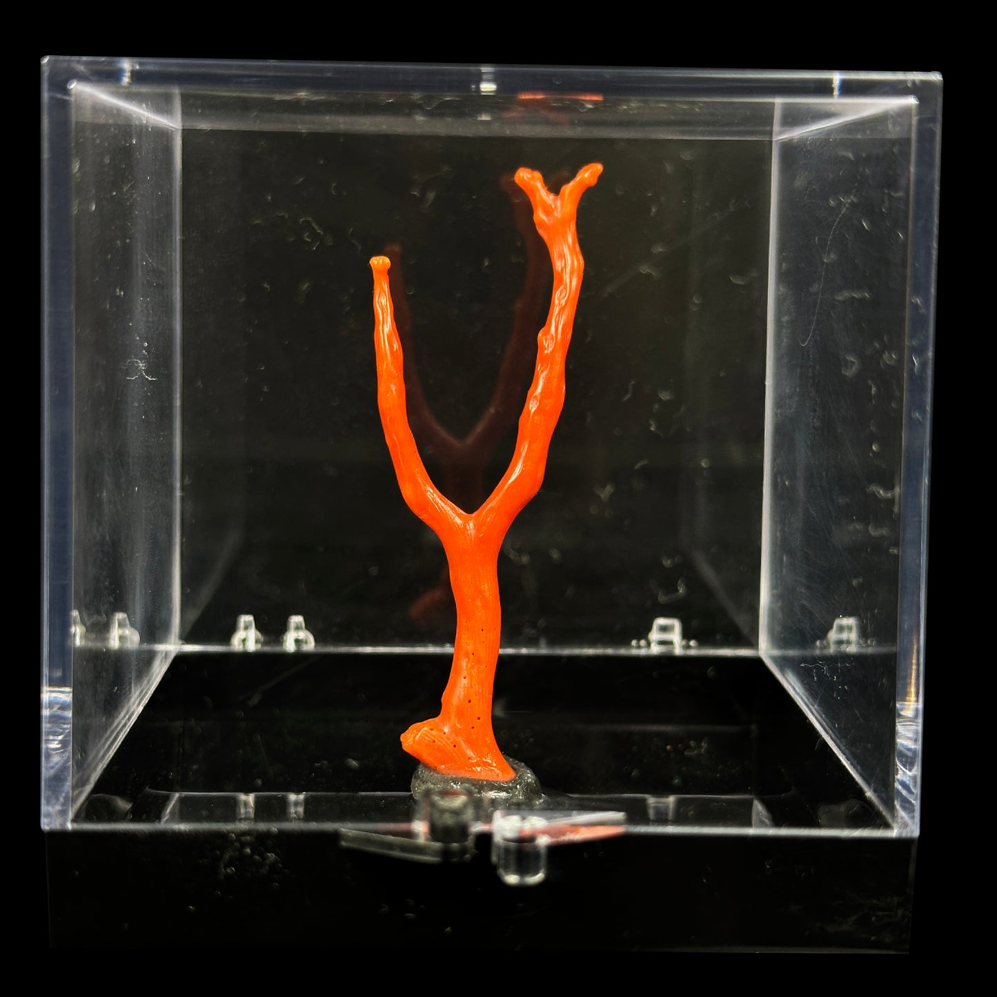 Red Coral Natural Mineral Specimen. G #0420