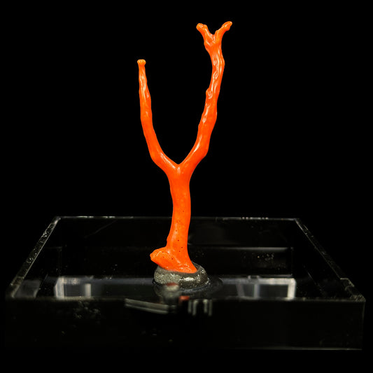 Red Coral Natural Mineral Specimen. G #0420
