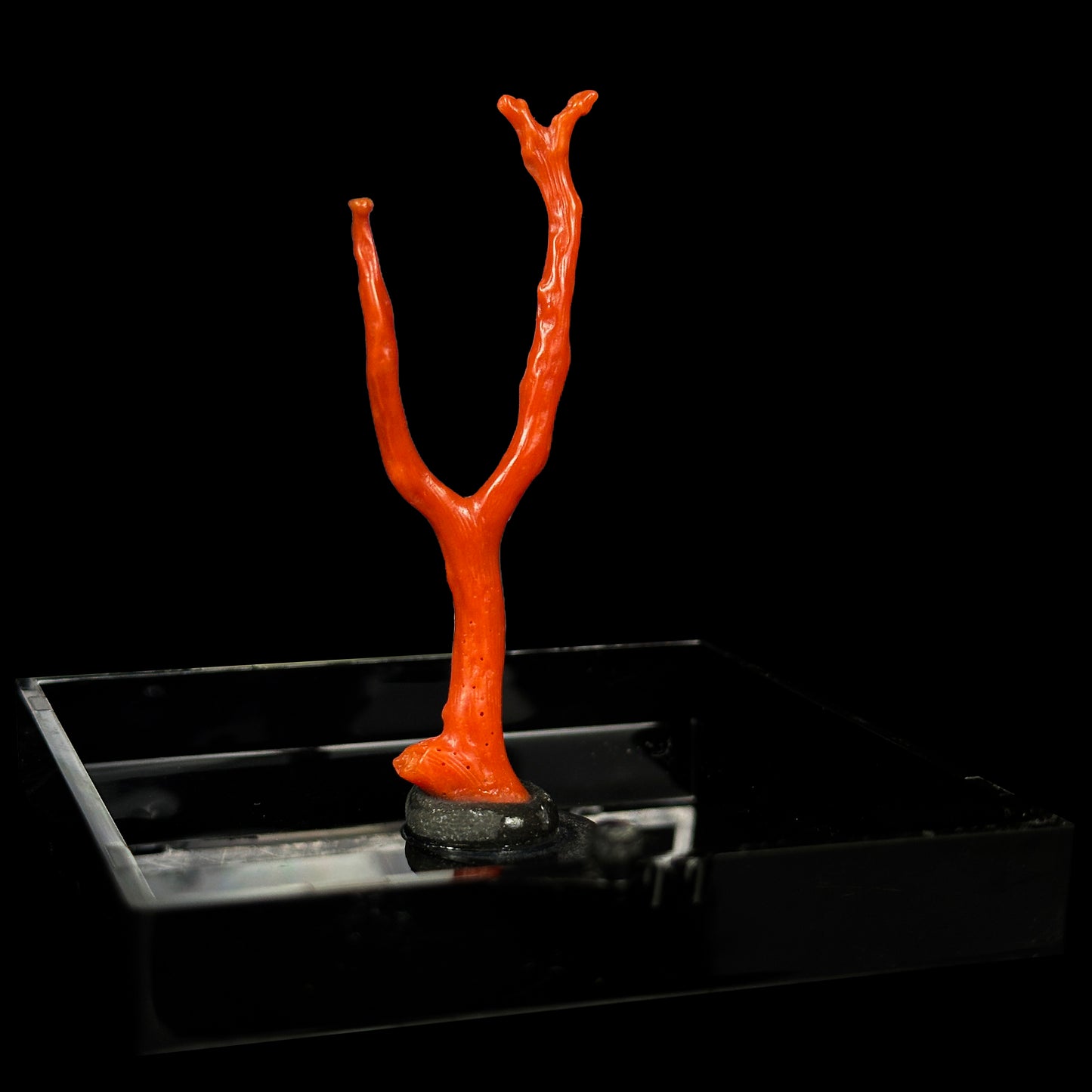 Red Coral Natural Mineral Specimen. G #0420