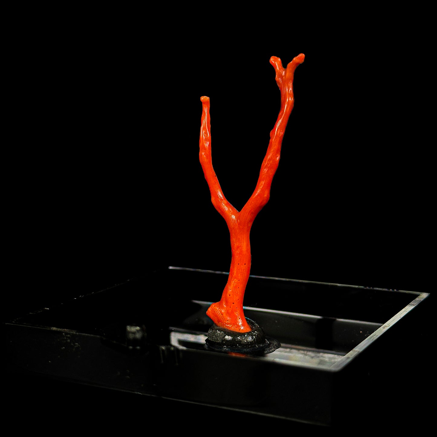 Red Coral Natural Mineral Specimen. G #0420