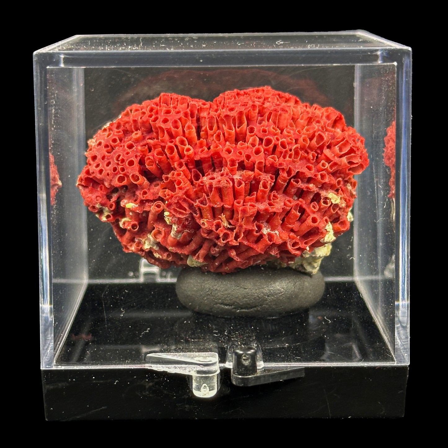 Red Pipe Coral Natural Mineral Specimen. G #0422