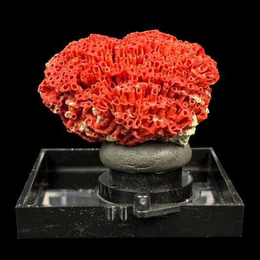 Red Pipe Coral Natural Mineral Specimen. G #0422