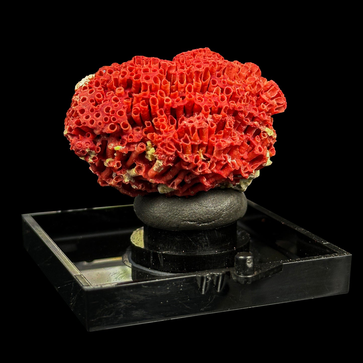 Red Pipe Coral Natural Mineral Specimen. G #0422
