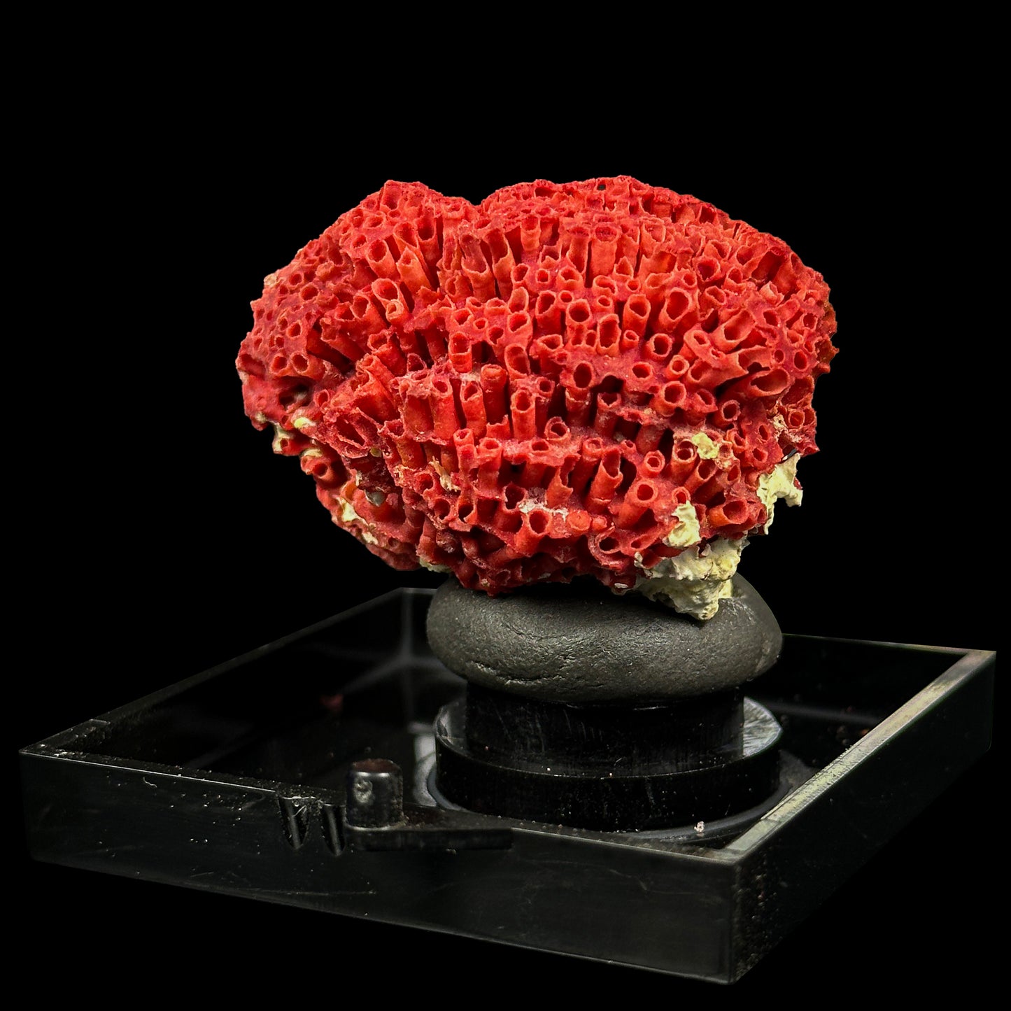 Red Pipe Coral Natural Mineral Specimen. G #0422