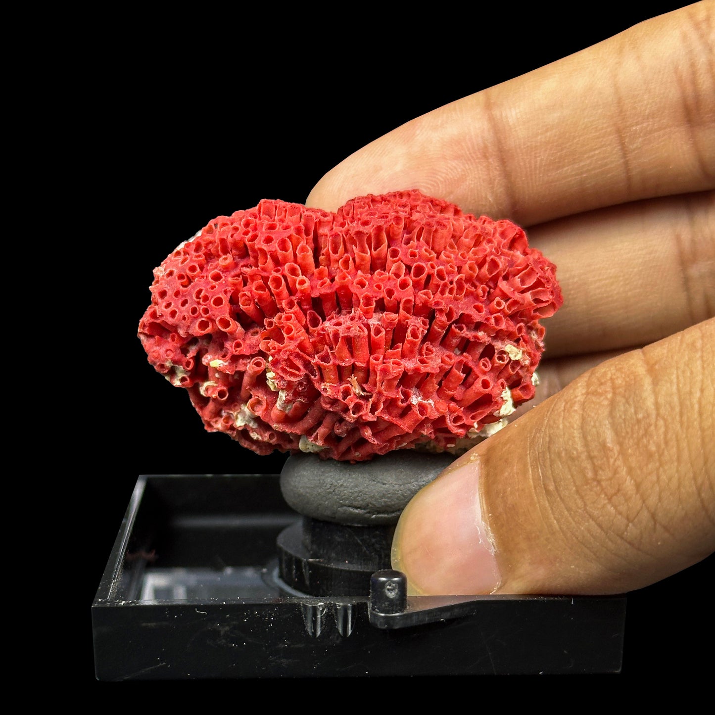 Red Pipe Coral Natural Mineral Specimen. G #0422