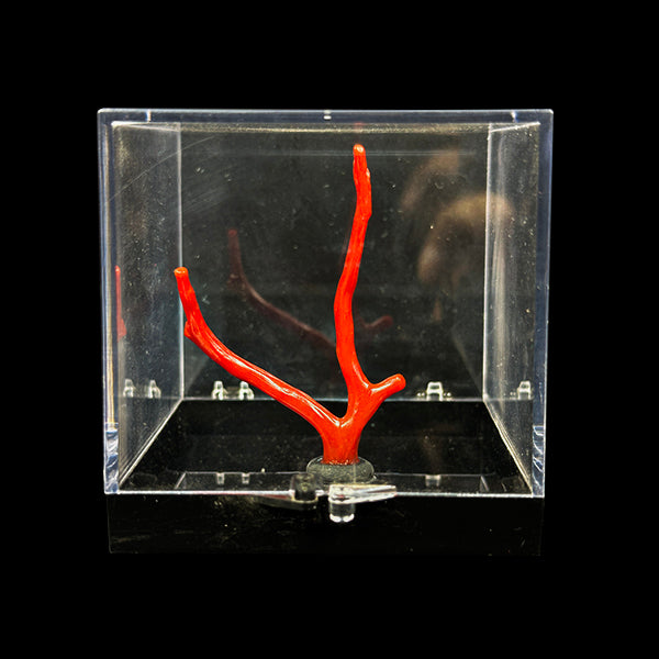 Red Coral Natural Mineral Specimen. G #0427