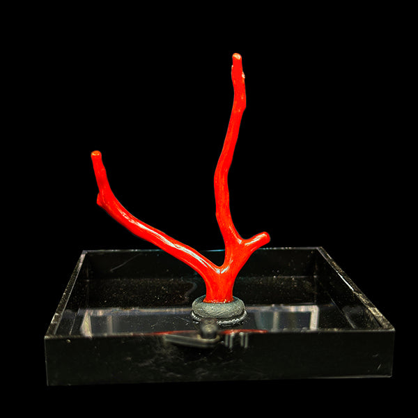 Red Coral Natural Mineral Specimen. G #0427