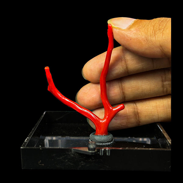 Red Coral Natural Mineral Specimen. G #0427