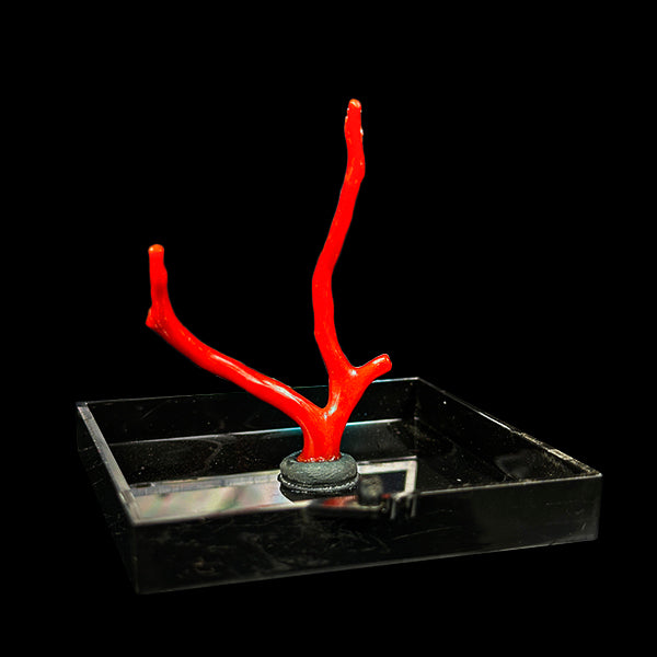 Red Coral Natural Mineral Specimen. G #0427