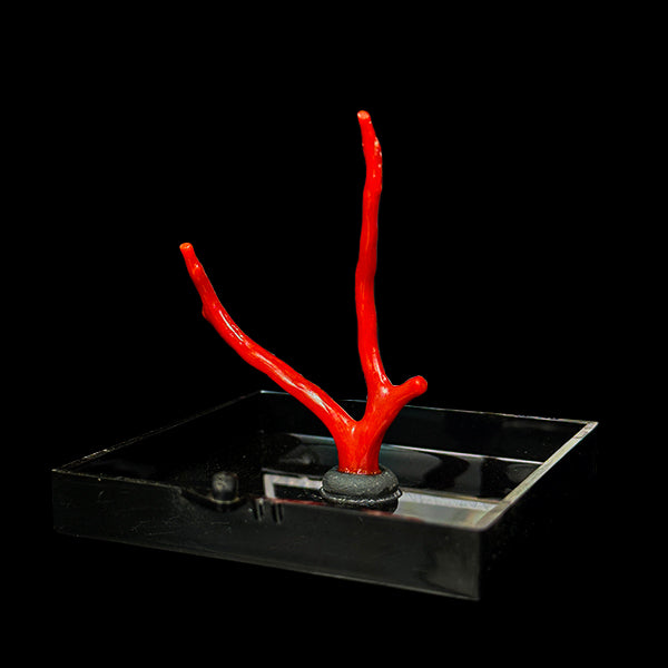 Red Coral Natural Mineral Specimen. G #0427