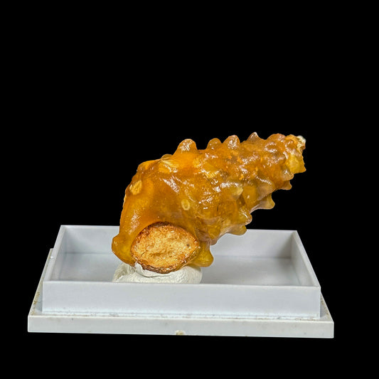 Rare Fossilized Shell Natural Minaral Specimen G #0448