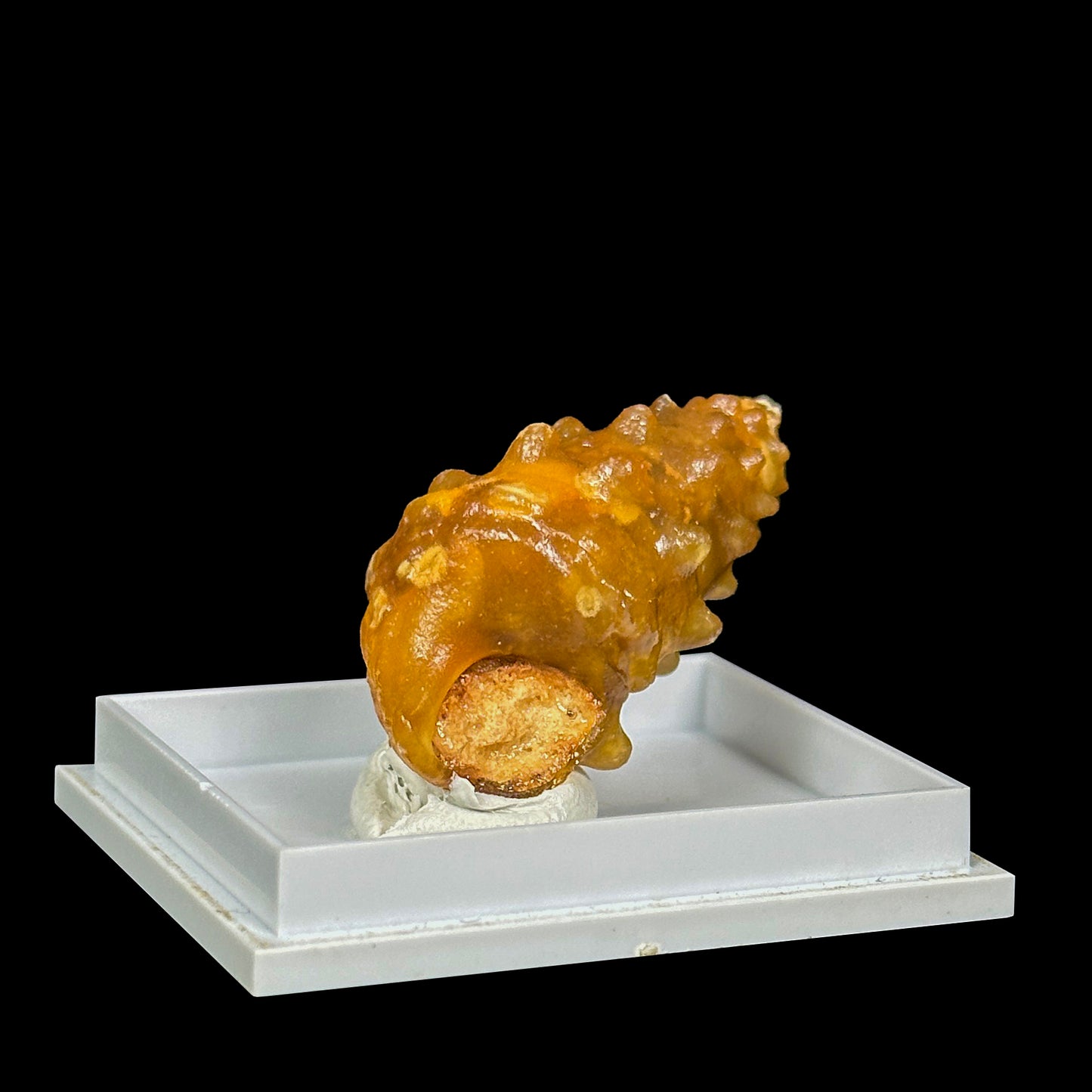 Rare Fossilized Shell Natural Minaral Specimen G #0448