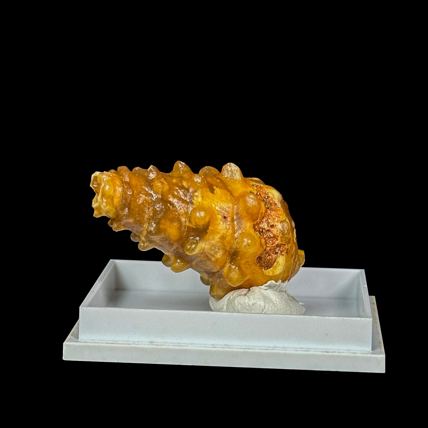 Rare Fossilized Shell Natural Minaral Specimen G #0448