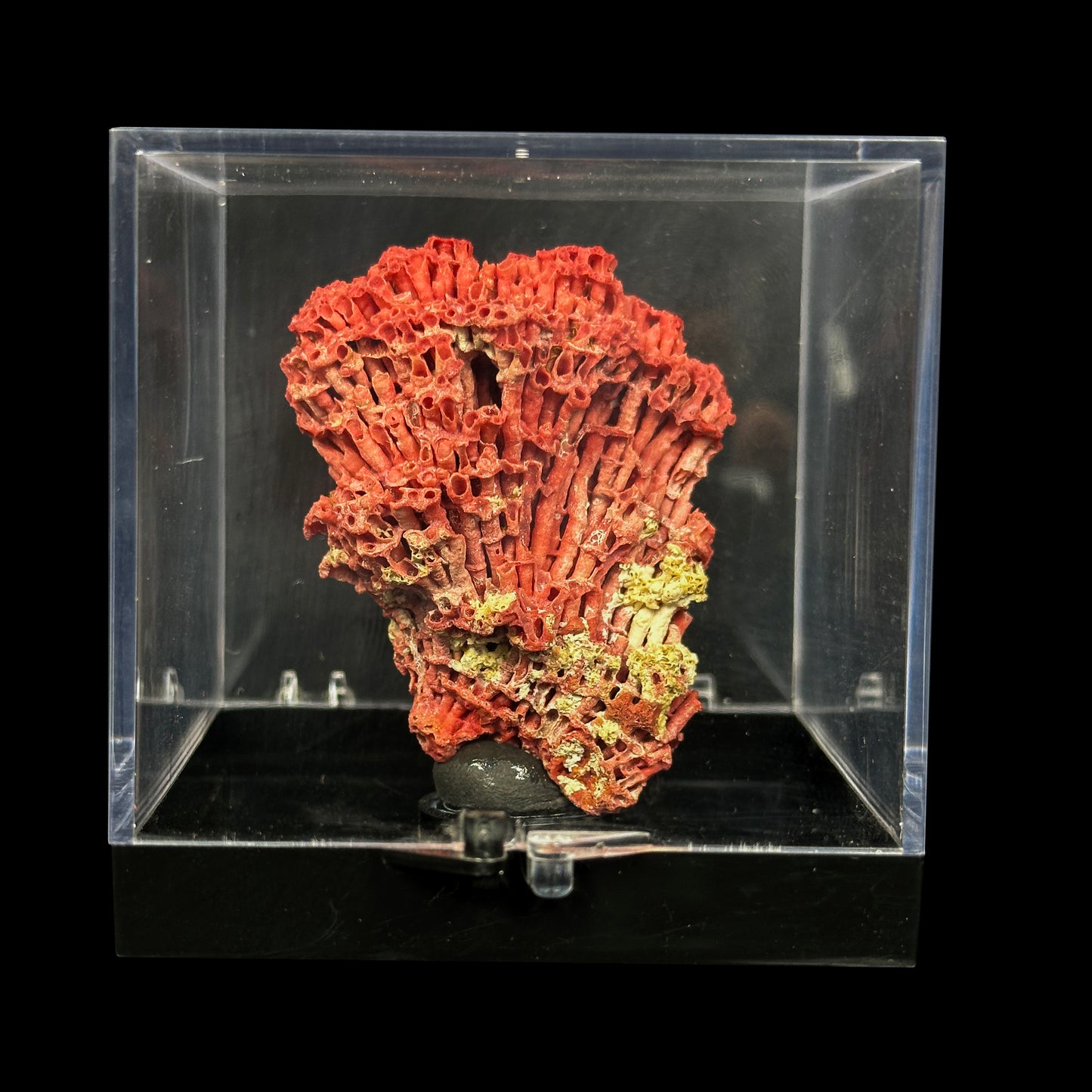 Red Pipe Coral Natural Mineral Specimen. G #0451