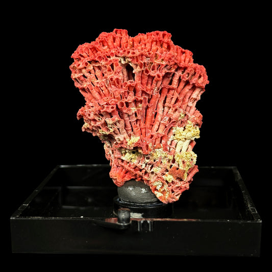 Red Pipe Coral Natural Mineral Specimen. G #0451