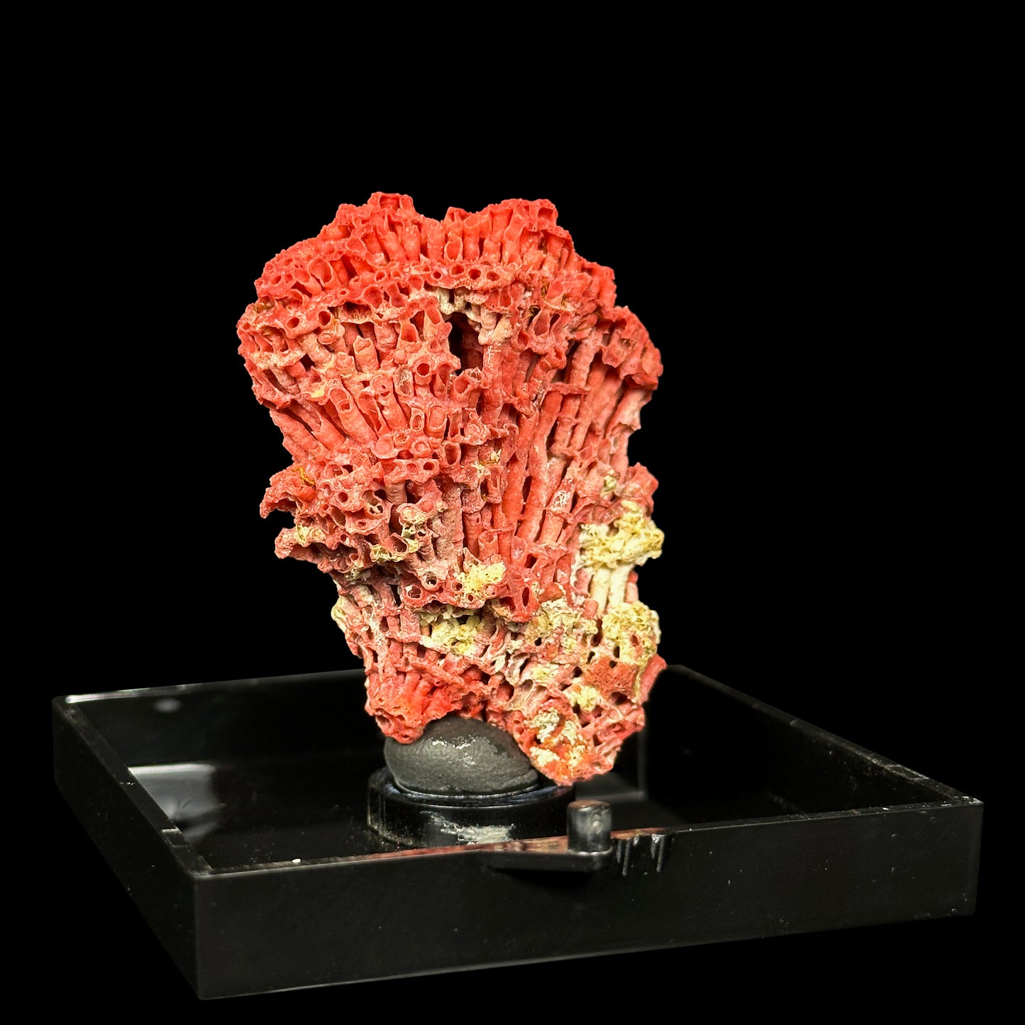 Red Pipe Coral Natural Mineral Specimen. G #0451