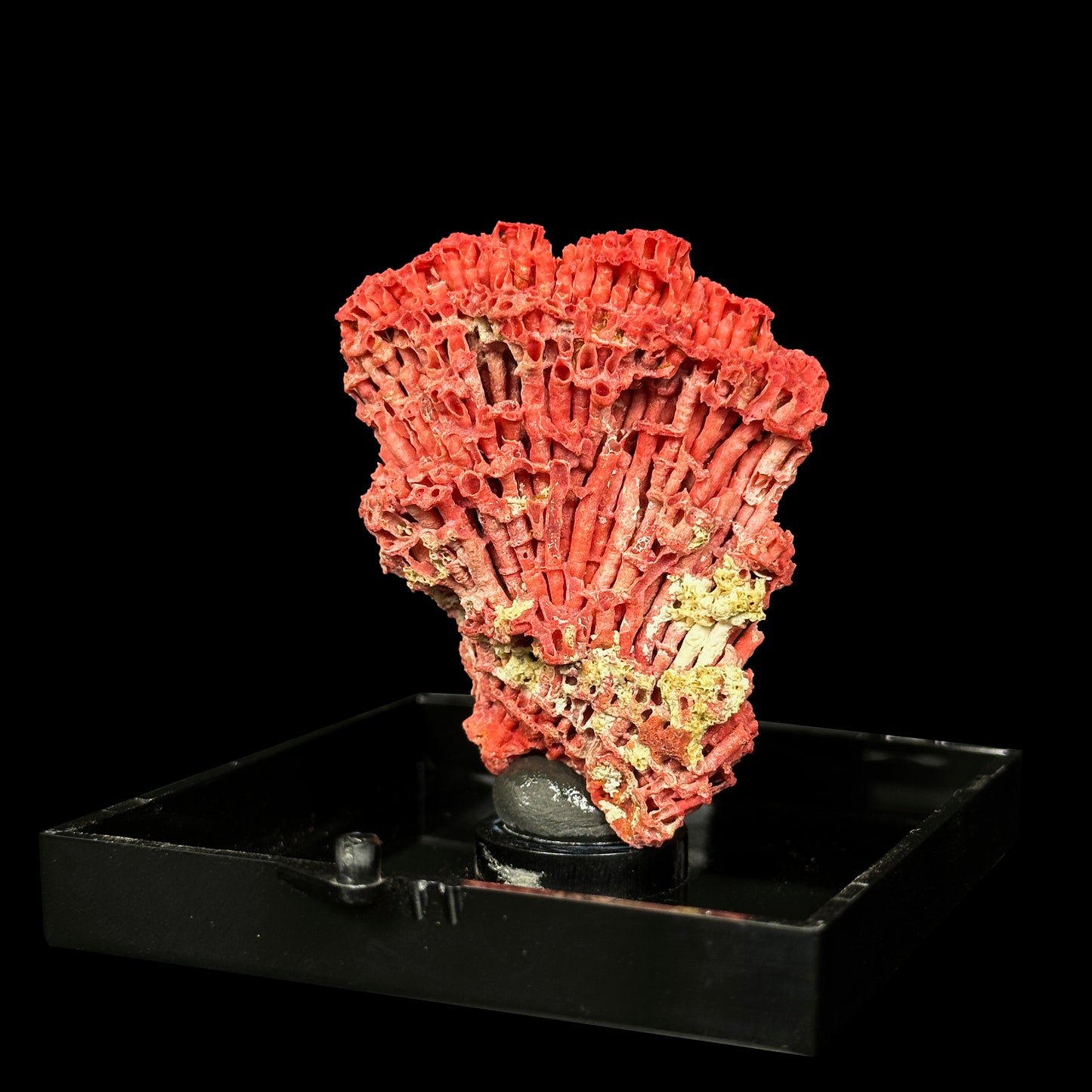 Red Pipe Coral Natural Mineral Specimen. G #0451