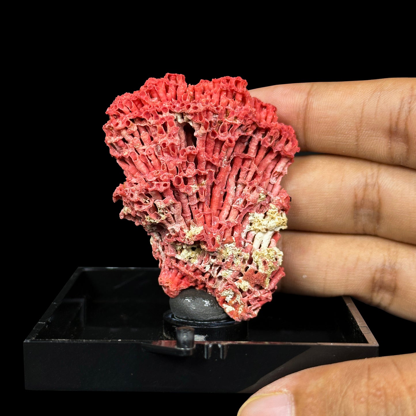 Red Pipe Coral Natural Mineral Specimen. G #0451