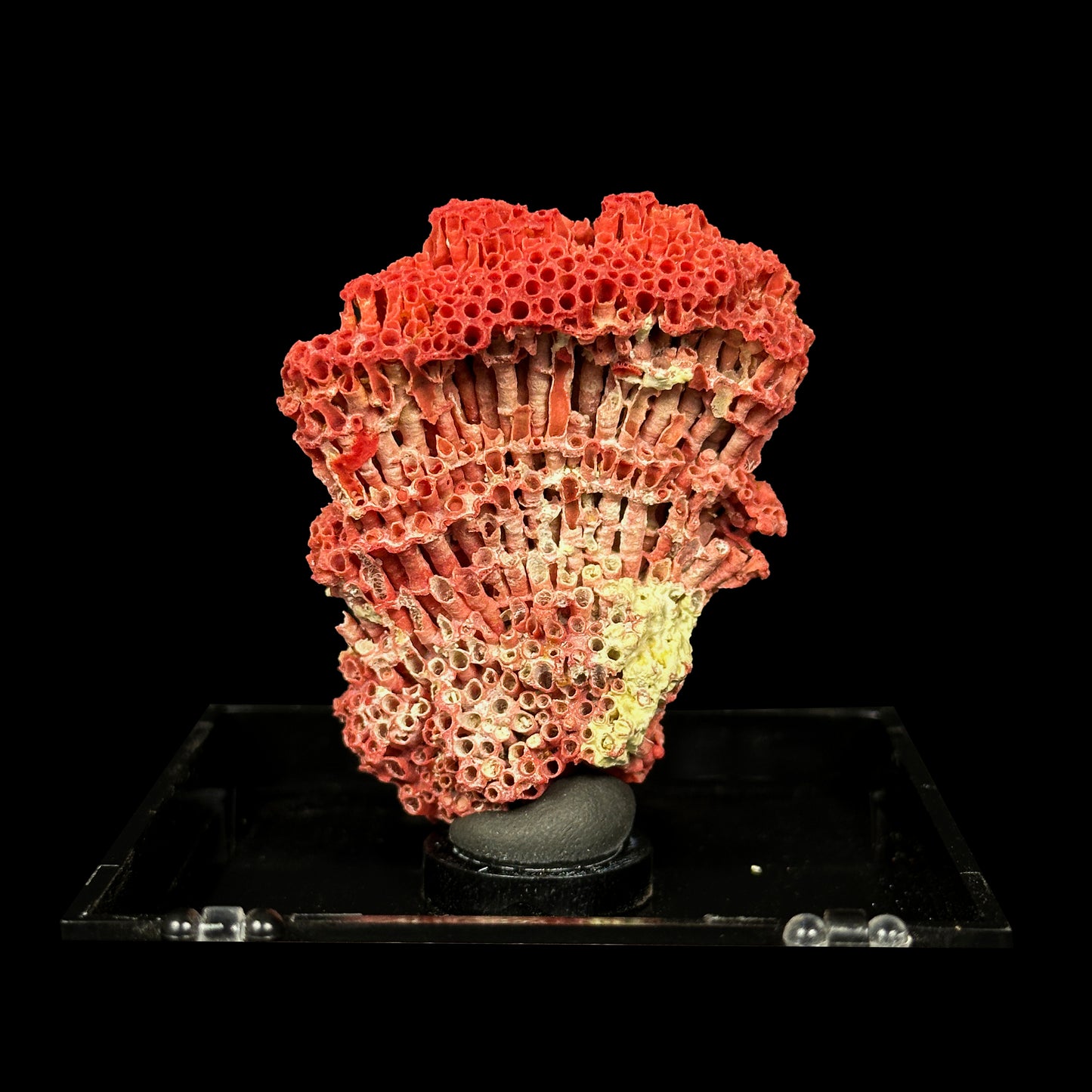 Red Pipe Coral Natural Mineral Specimen. G #0451