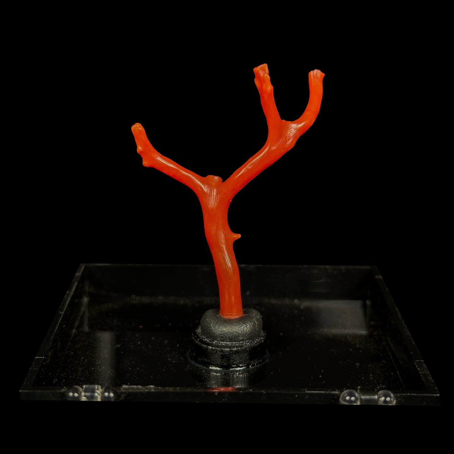 Red Coral Natural Mineral Specimen. G #0457
