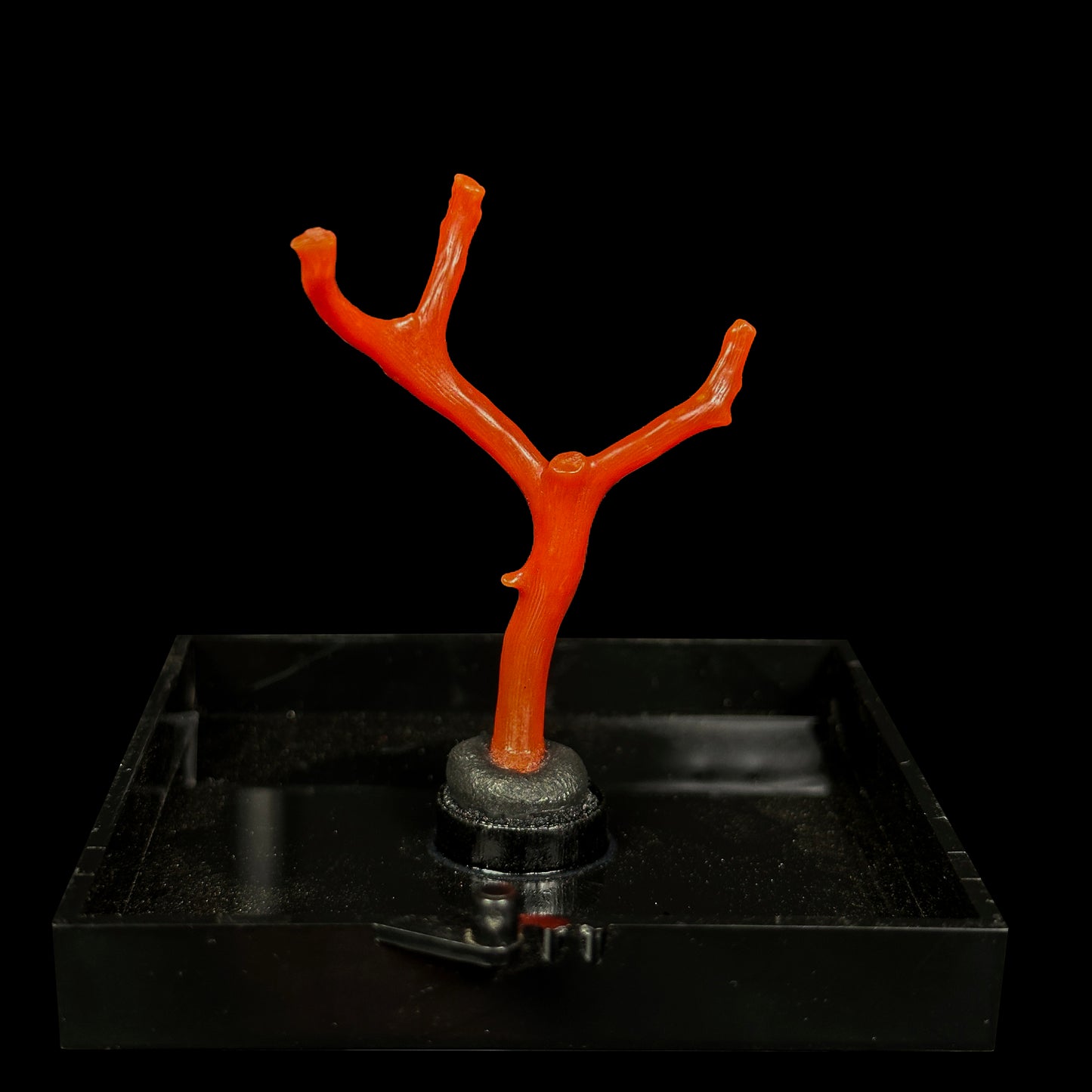 Red Coral Natural Mineral Specimen. G #0457
