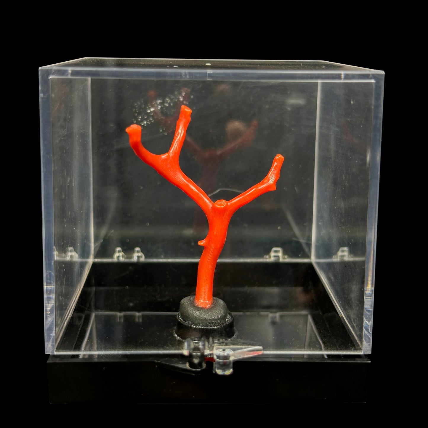 Red Coral Natural Mineral Specimen. G #0457