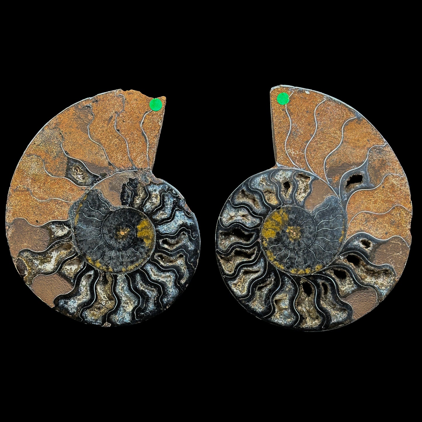 Ammonite Pair Natural Mineral Specimen. G #0461