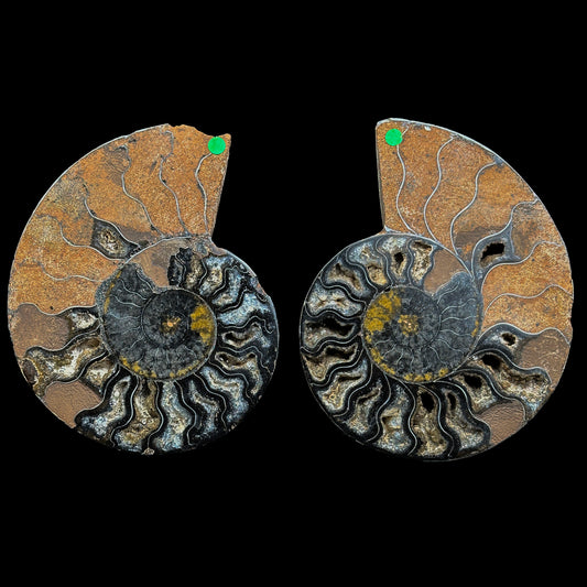 Ammonite Pair Natural Mineral Specimen. G #0461