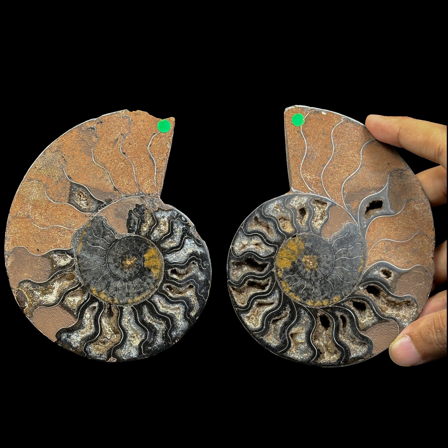 Ammonite Pair Natural Mineral Specimen. G #0461