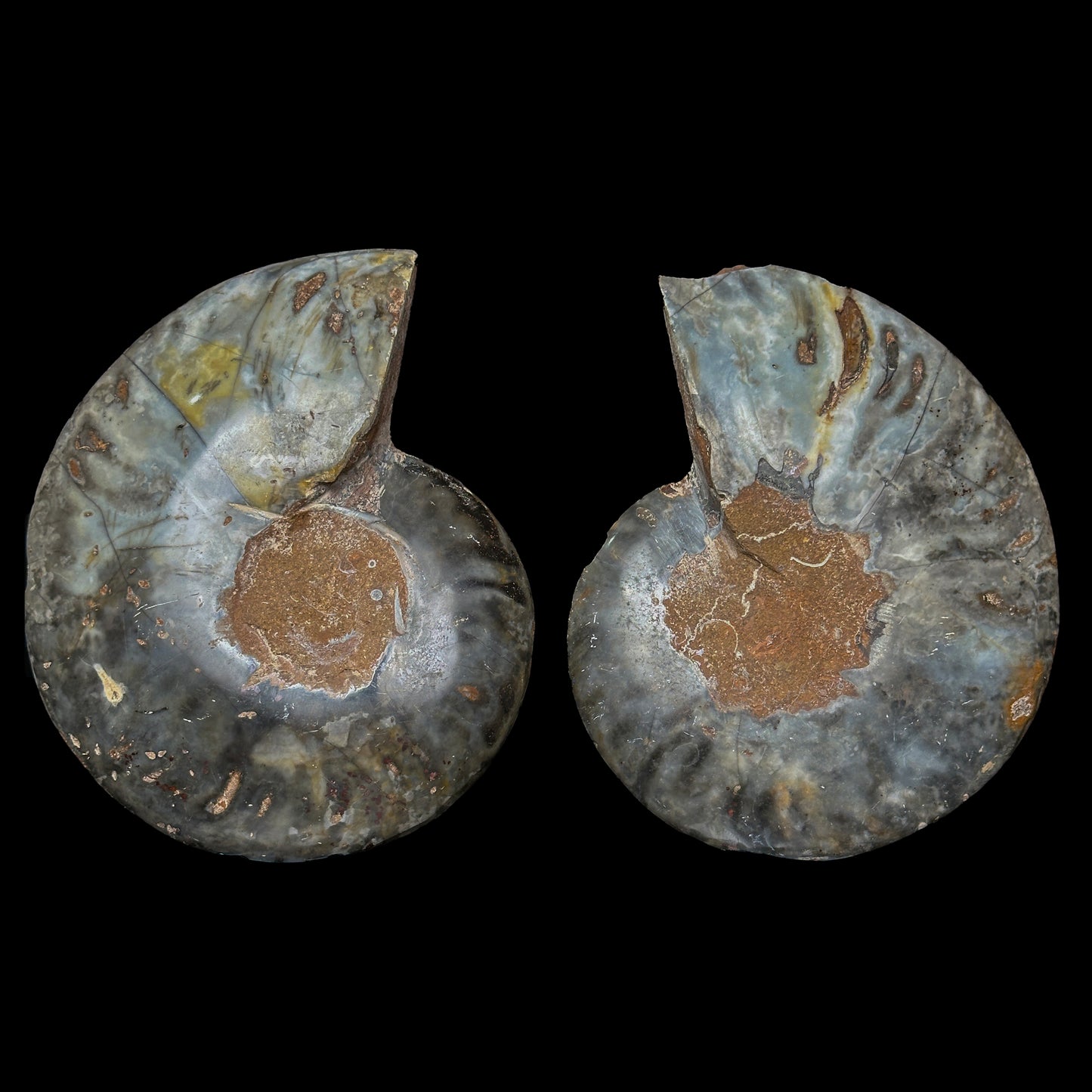 Ammonite Pair Natural Mineral Specimen. G #0461