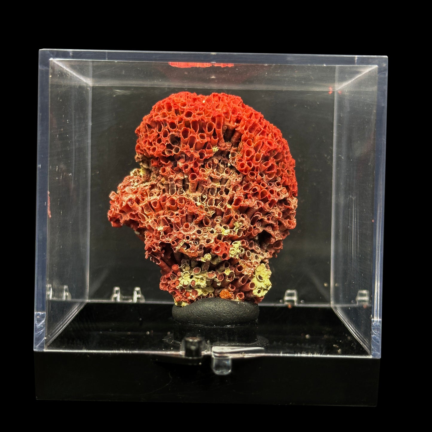 Red Pipe Coral Natural Mineral Specimen. G #0480