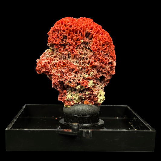 Red Pipe Coral Natural Mineral Specimen. G #0480
