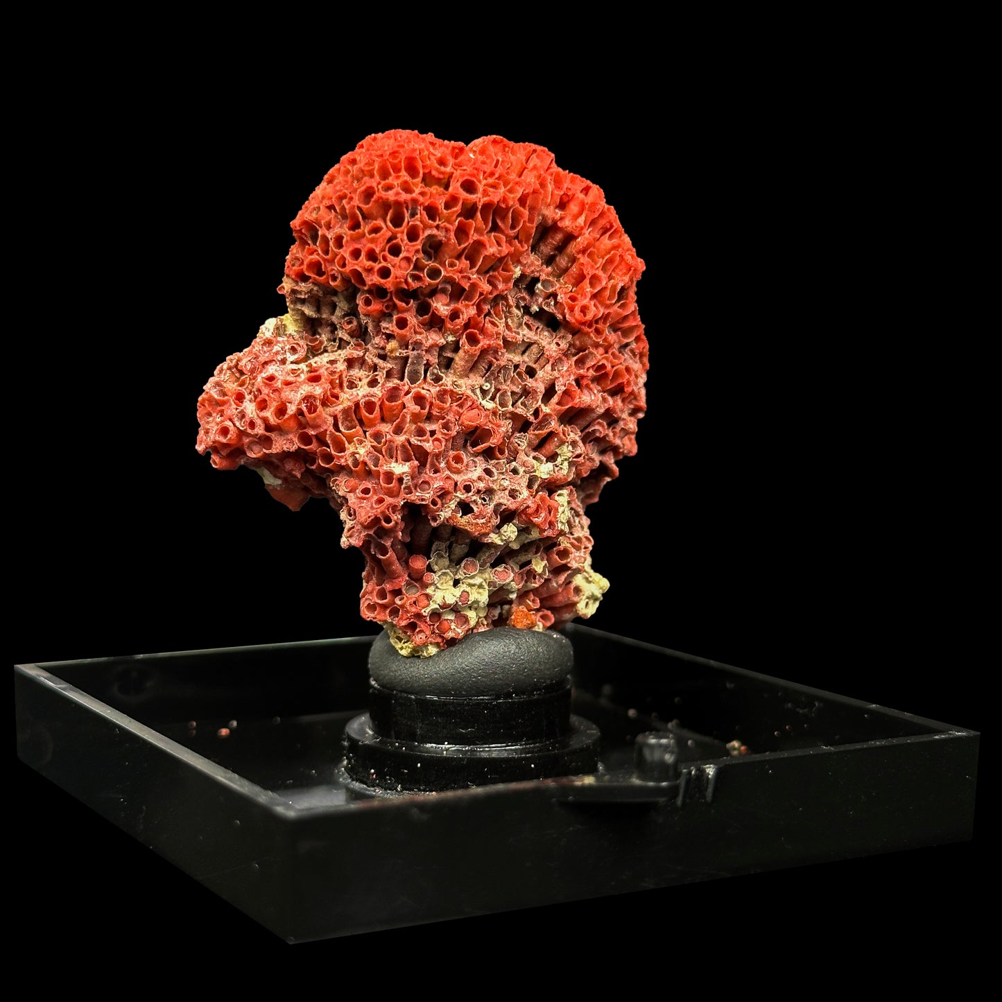Red Pipe Coral Natural Mineral Specimen. G #0480