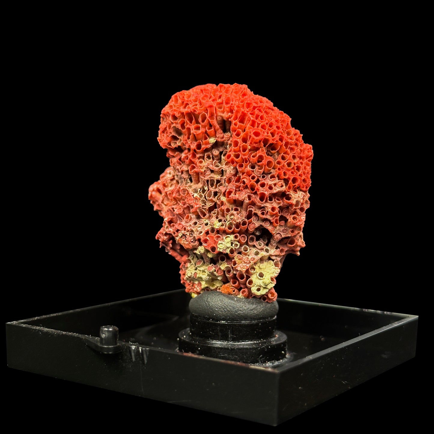 Red Pipe Coral Natural Mineral Specimen. G #0480