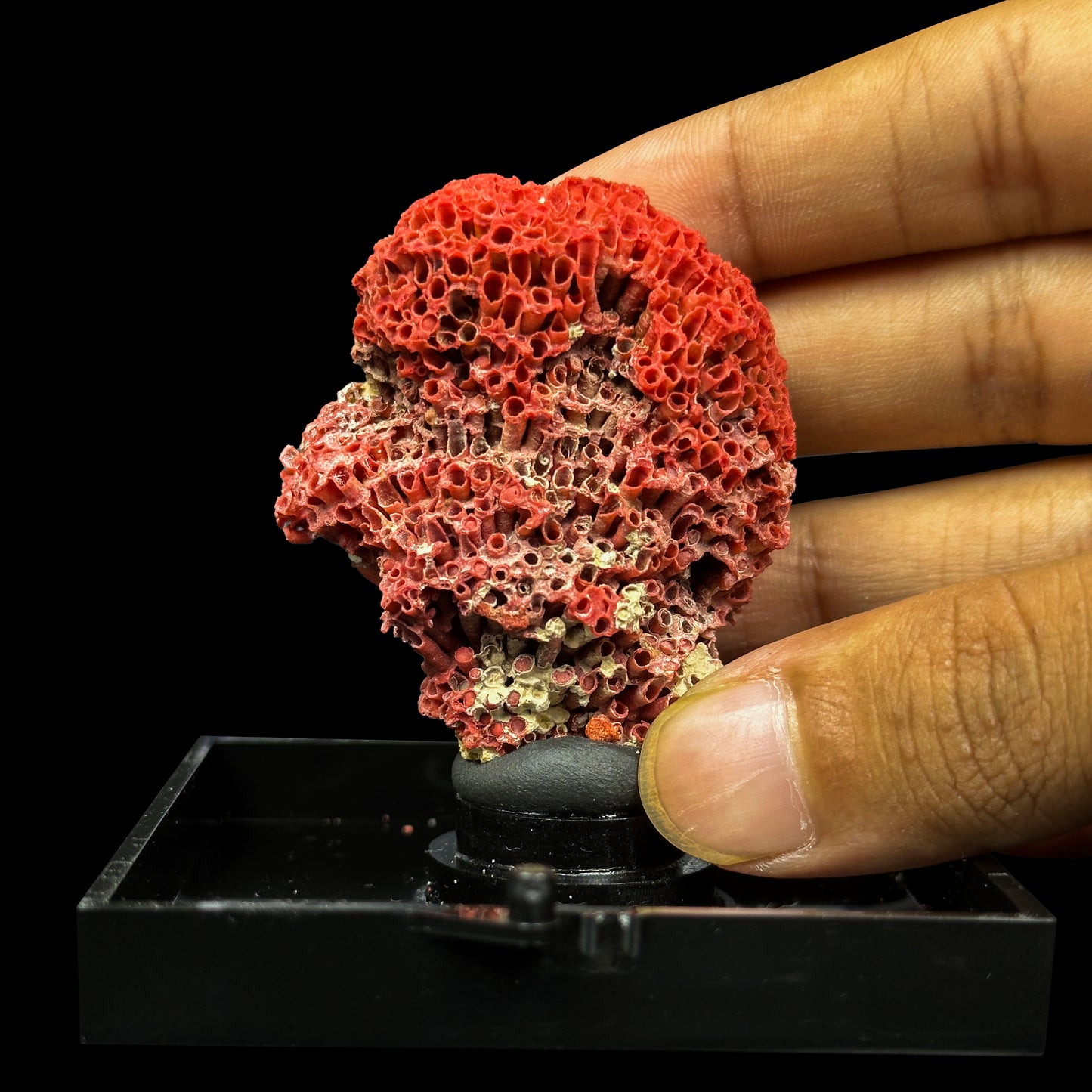 Red Pipe Coral Natural Mineral Specimen. G #0480