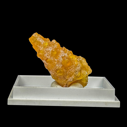 Rare Fossilized Shell Natural Minaral Specimen G #0475