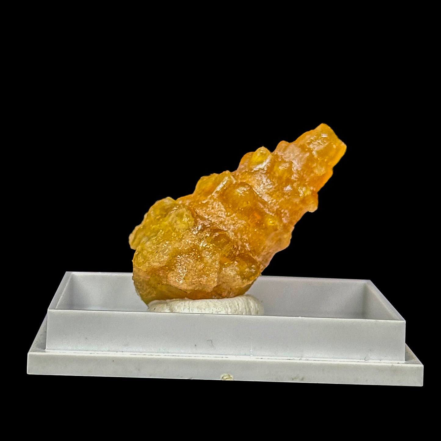 Rare Fossilized Shell Natural Minaral Specimen G #0475