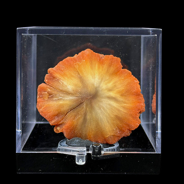 Sunflower Scolecite Natural Minaral Specimen G #0493