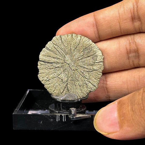 Golden Sheen Sun Pyrite Natural Mineral Specimen. G #0554