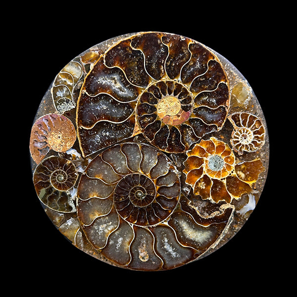 Ammonite Cluster Plate (Polished) Mineral Specimen G #0559