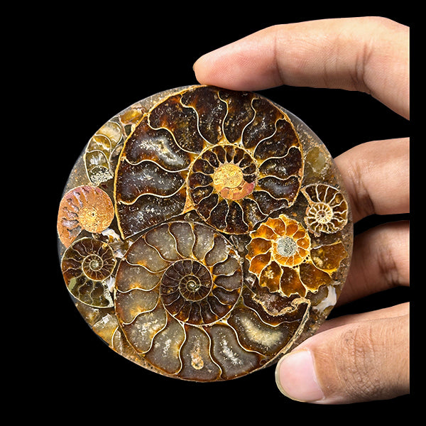 Ammonite Cluster Plate (Polished) Mineral Specimen G #0559