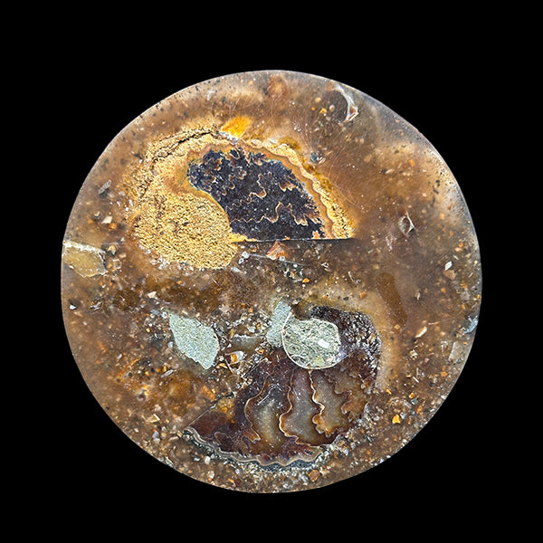 Ammonite Cluster Plate (Polished) Mineral Specimen G #0559