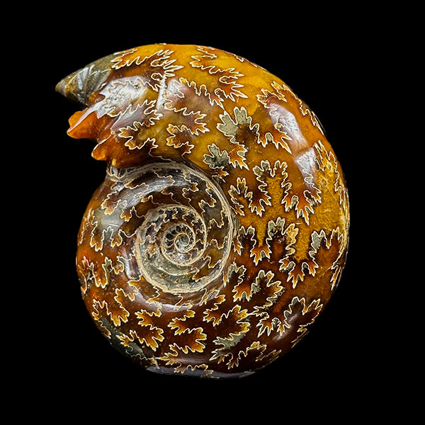 Ammonite With Pyrite Natural Mineral Specimen G #0574