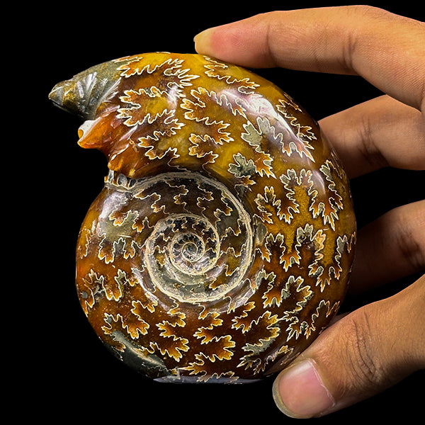 Ammonite With Pyrite Natural Mineral Specimen G #0574
