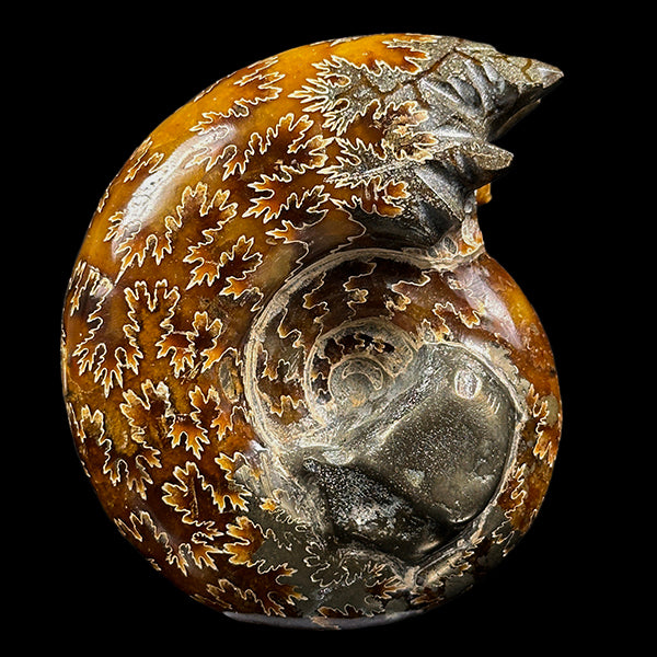 Ammonite With Pyrite Natural Mineral Specimen G #0574