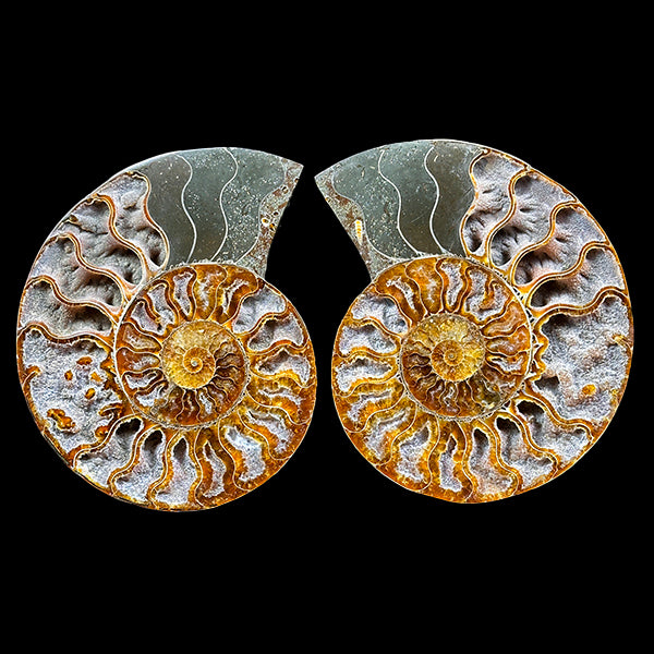 Ammonite Pair Natural Mineral Specimen. G #0587